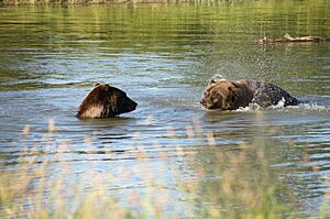 Alaskan Brown Bear