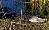 Alligator - Alafia Springs State Park.jpg