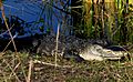 Alligator - Alafia Springs State Park