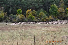 Herding sheep in Allons