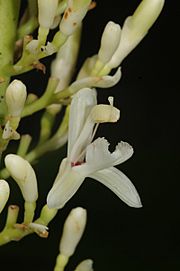 Alpinia galanga (L.) Willd