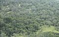 Amazon Rainforest-bird site