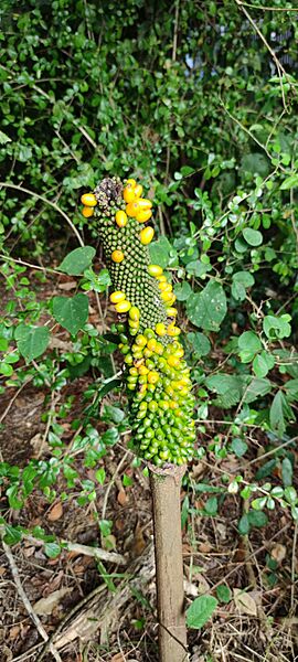 Amorphophallus sp. fruit