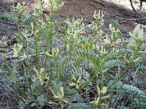 Astragalus webberi jbelsherhowe lg.jpg