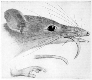 Australian zoologist vol 3 p 152 illustration