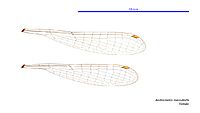 Austrocnemis maccullochi female wings (34664717642)