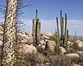 xeroscape of cacti in Baja