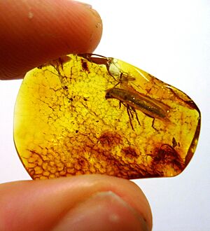 Baltic amber - Coleoptera, Cleridae - Length 10 mm