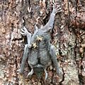 Bat flies on short tailed bat in Fiordland photo by Bex Jackson-Department of Conservation