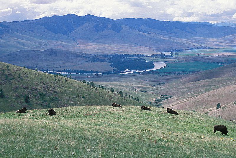 Bison at National Bison Range