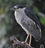 Black-crowned night heron - Smithsonian National Zoological Park (4856741214)