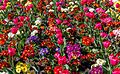 Blossoming flowers, Christchurch Botanic Gardens, New Zealand 32