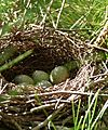 Blue Jays nest