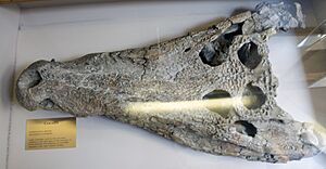 Borealosuchus species