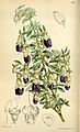 Brachyotum confertum 99-6018