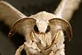 CSIRO ScienceImage 10746 An adult silkworm moth