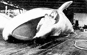 Captured fin whale