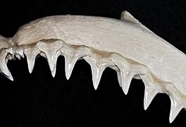 Carcharhinus limbatus upper teeth2