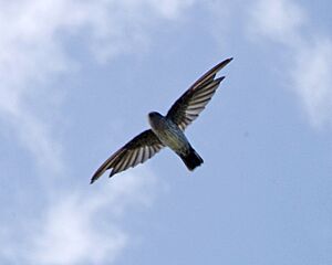 Cave Swiftlet (Collocalia linchi) 1.jpg