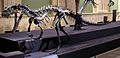Ceratosaurus mounted