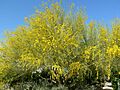 Cercidium floridum whole