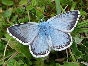 Chalkhill Blue. Polyommatus coridon. male - Flickr - gailhampshire.jpg