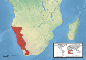 Chamaeleo namaquensis distribution.png