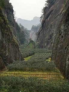China Wuyishan Tea Plantation