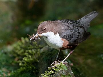 Cinclus cinclus -Kirkcudbright, Scotland-8.jpg