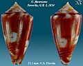 Conus flavescens 9