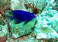 Cortez Damselfish 1 at Lighthouse site