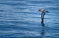 Cory's shearwater (Calonectris borealis) looking for fish, Corvo Island, Azores, Portugal (PPL1-Corrected) julesvernex2