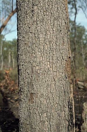 Corymbia nesophila bark