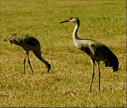 Cranes at Myakka