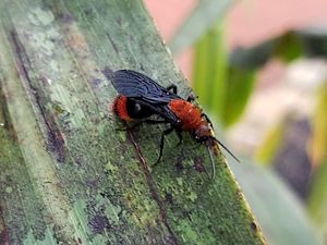 Red velvet ant Facts for Kids