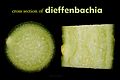 Dieffenbachia cross section