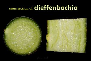 Dieffenbachia cross section