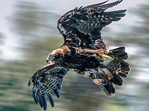 Eastern Imperial Eagle (Aquila heliaca) - Flickr - Bernd Thaller
