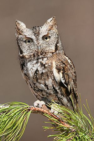 Eastern Screetch-Owl.jpg