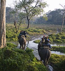 Elephant safari