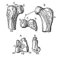 Elopteryx nopcsai bones.jpg