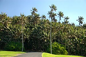 Endemic Howea forsteriana Palms- Neds Beach,Lord Howe Island