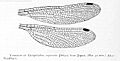 EpiophlebiaSuperstesTillyard