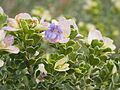 Eremophila cuneifolia (3)