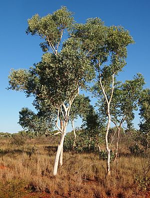 Eucalyptus alba.jpg