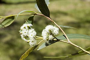 Eucalyptus consideniana flowers.jpg