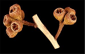Eucalyptus cyclostoma fruit