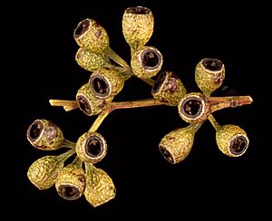 Eucalyptus intertexta fruit2