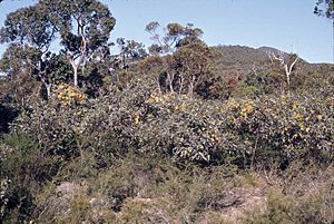 Eucalyptus macrandra habit.jpg