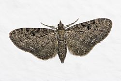 Eupithecia.virgaureata.6875